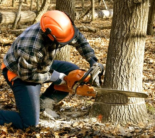 Tree Removal in Coopers Mills, ME